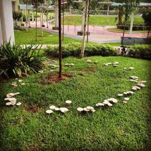 fairy ring2